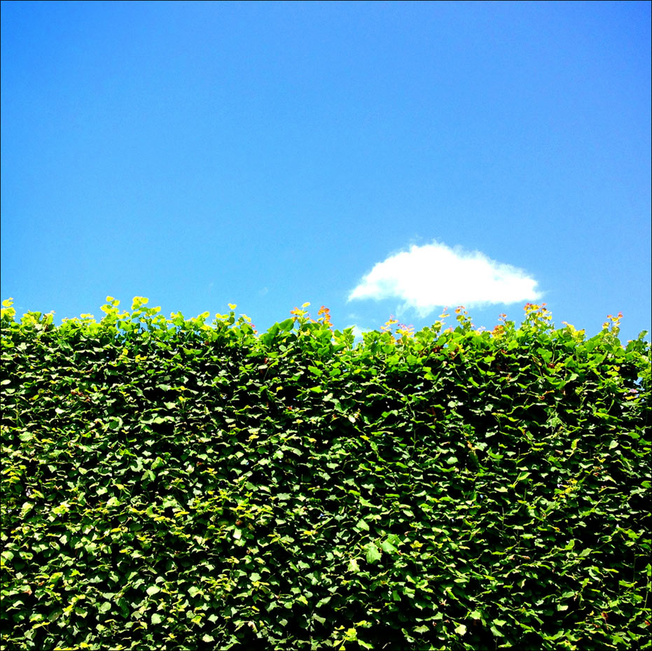 Green Hedge & Cloud