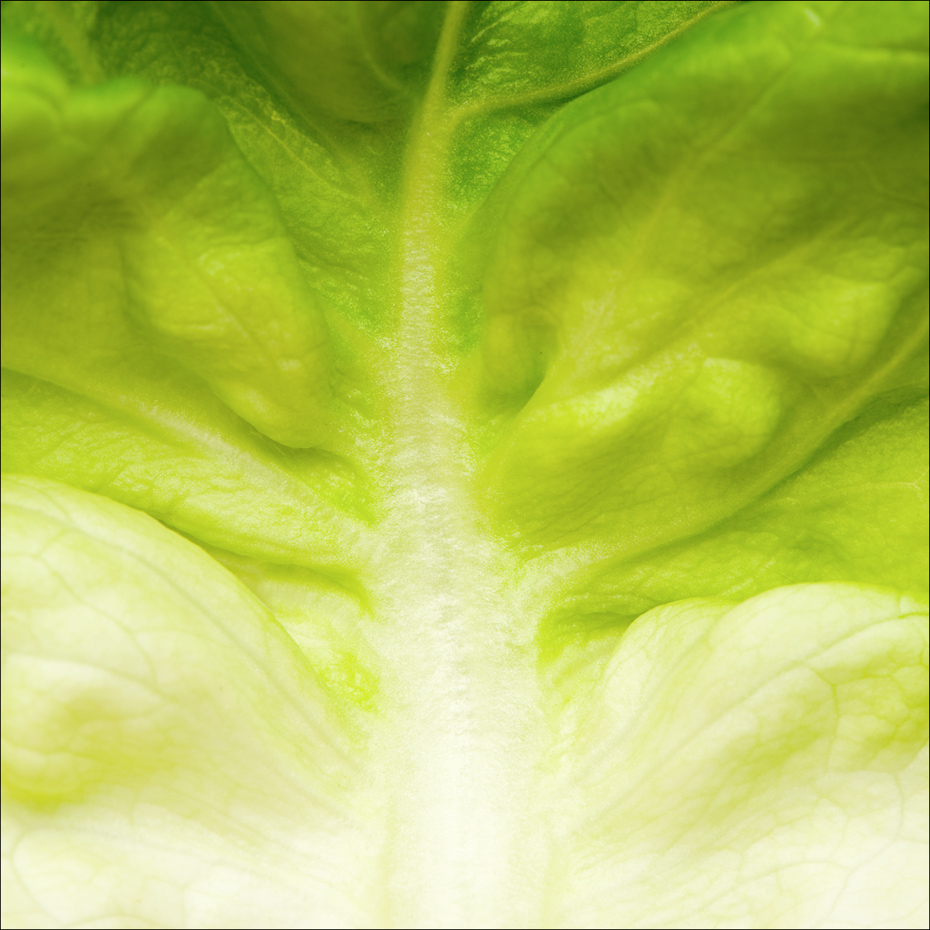 Green Lettuce Leaf
