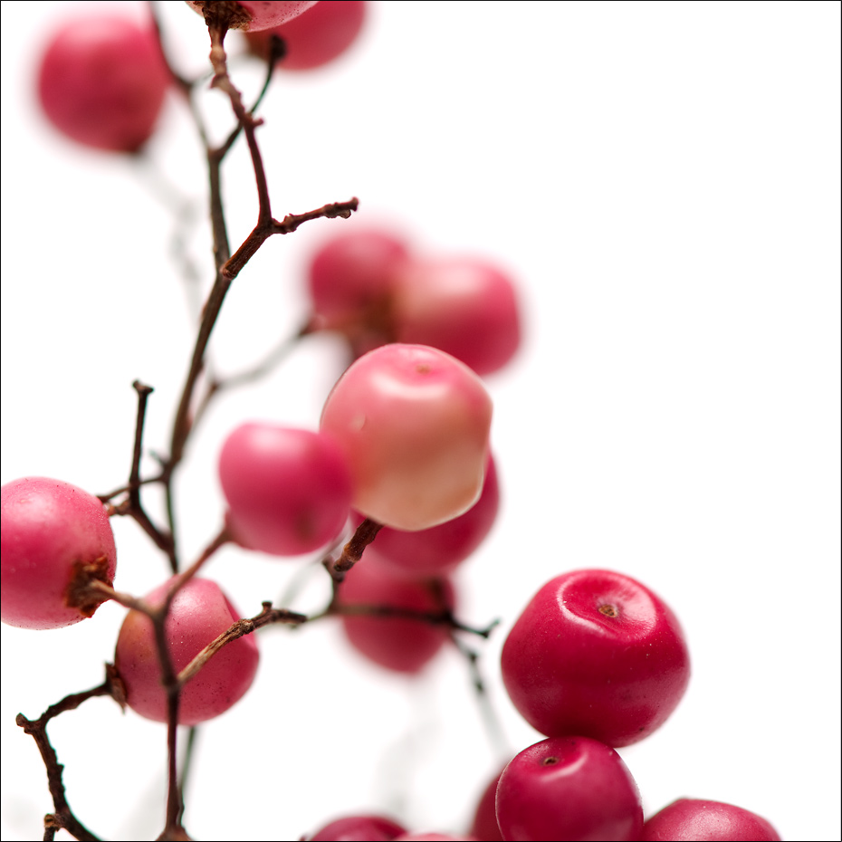 Pink pepperberries