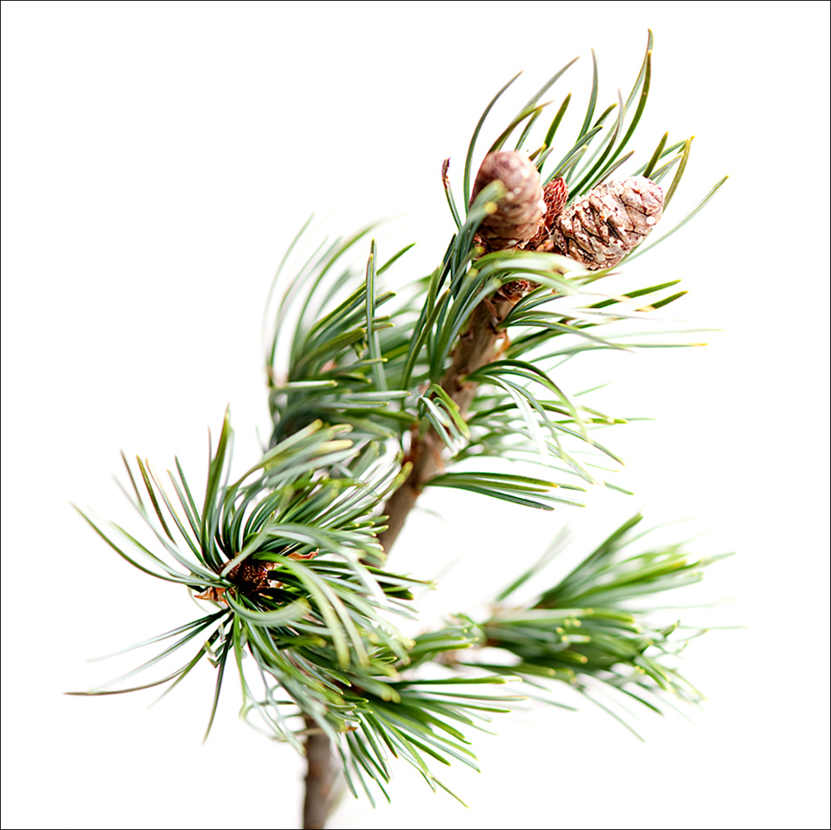Green Pine branch and cones.