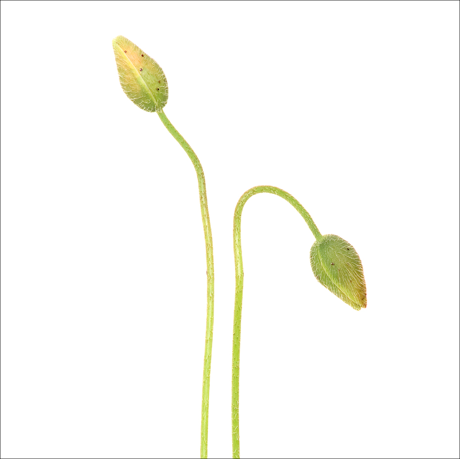Poppy Buds