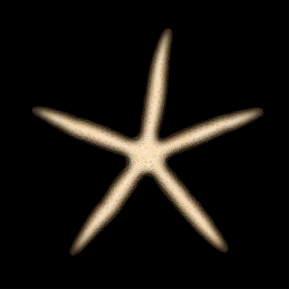 Gold Starfish