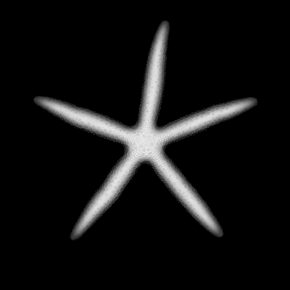 Starfish_desat